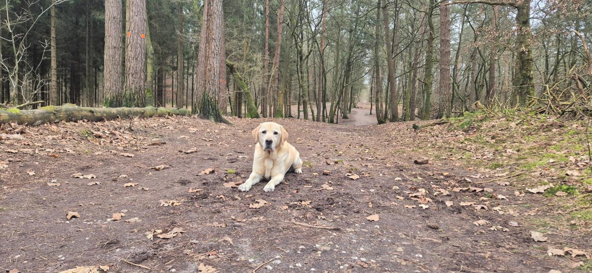 Het Veluwse Boshuisje Knus Chalet Met Omheinde Tuin Op De Veluwe โฮนเดอร์โล ภายนอก รูปภาพ