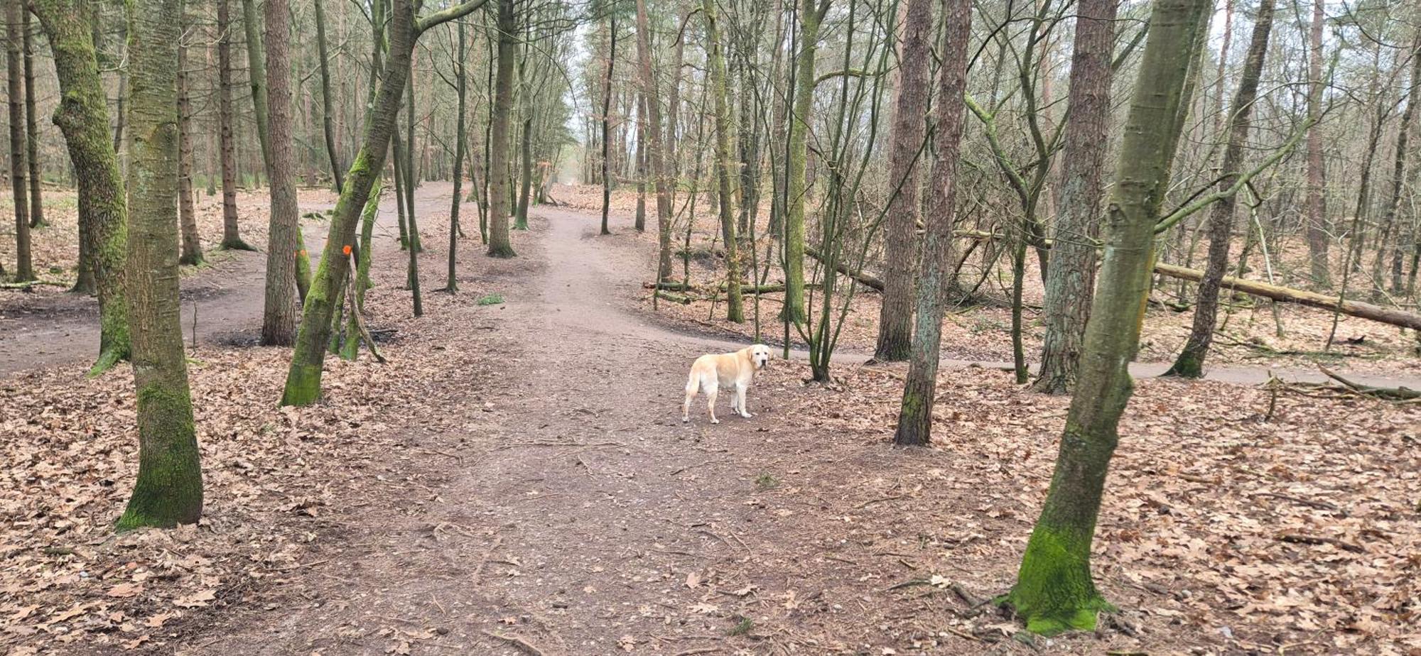 Het Veluwse Boshuisje Knus Chalet Met Omheinde Tuin Op De Veluwe โฮนเดอร์โล ภายนอก รูปภาพ
